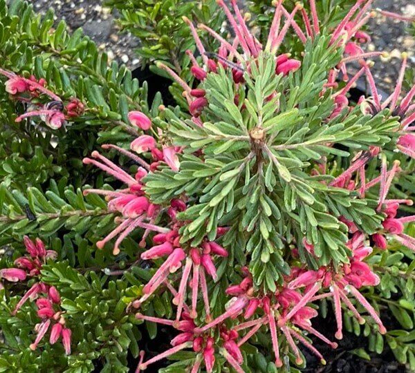 A close-up of Grevillea 'Winter Nectar' in a 6" pot, showing clusters of narrow, spiky pink flowers among pointed leaves—a striking winter-flowering shrub.