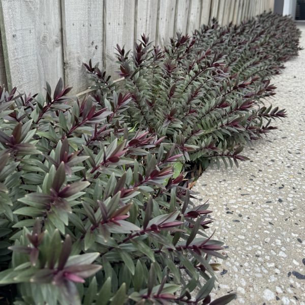 A row of Pittosporum 'Golf Ball' PBR 30cm Pot plants with green and purple leaves lines a wooden fence next to a concrete and pebble path.