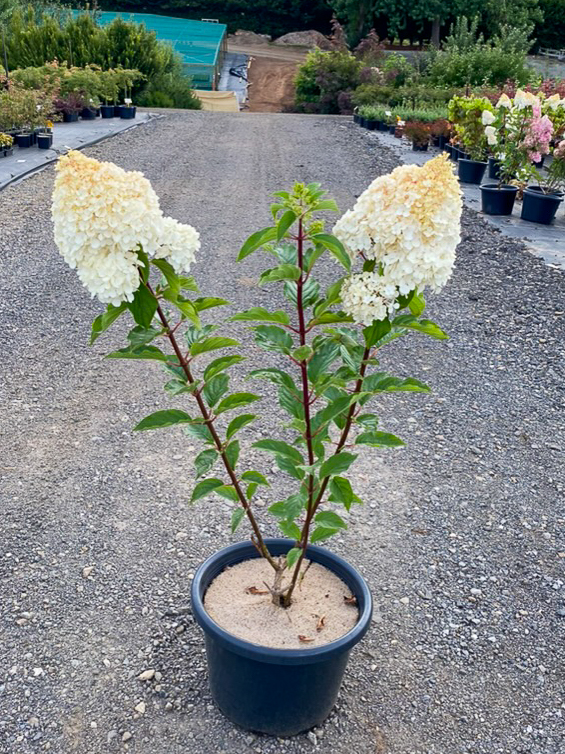 Hydrangea 'Sundae Fraise' 16" Pot - Image 8