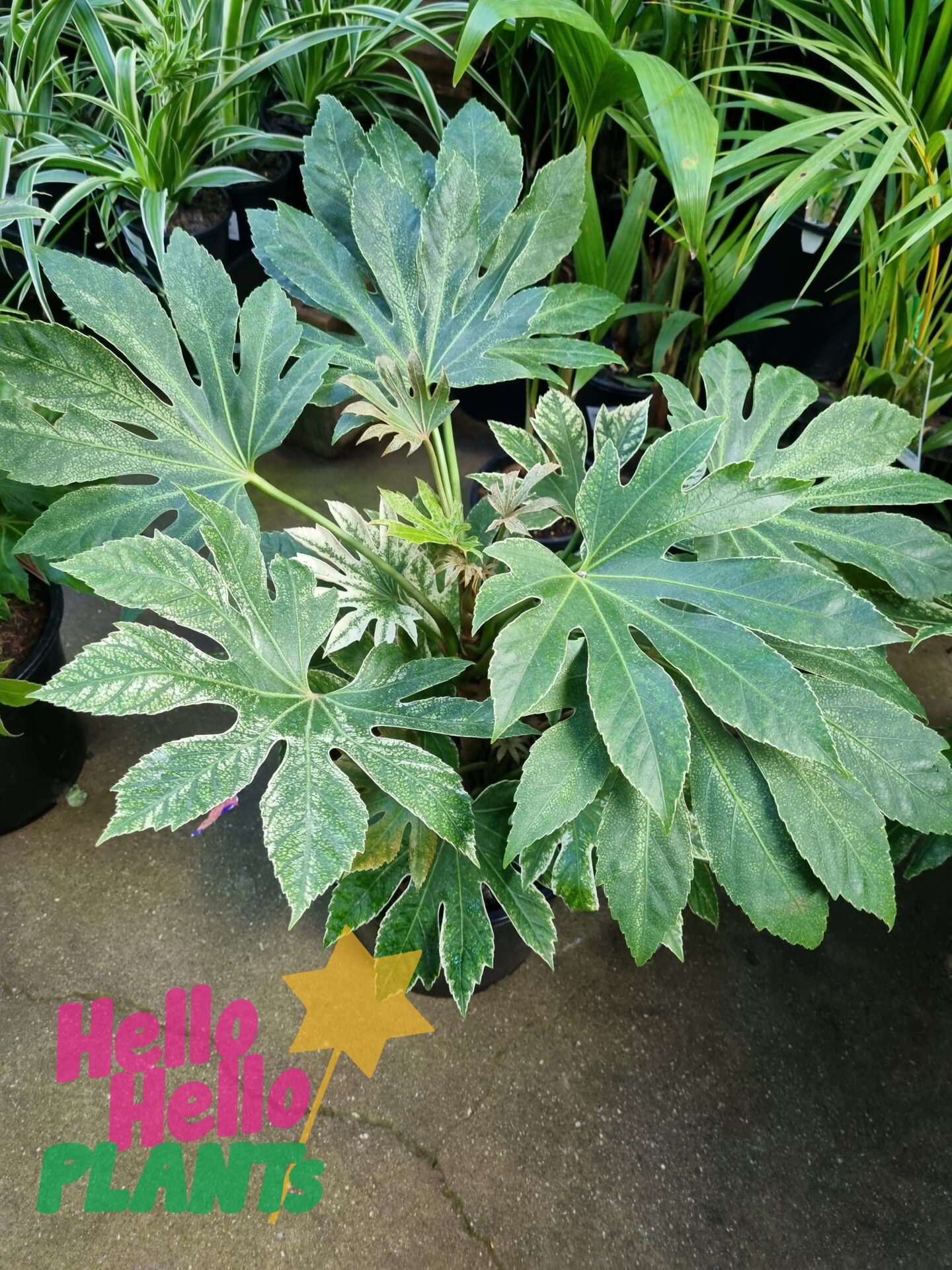 Fatsia 'Spiders Web' Japanese Aralia 10" Pot - Image 3