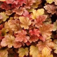 Heuchera 'Peach Flambe' Coral Bells in a 6" pot features closely grouped leaves in shades of yellow, orange, and pink.