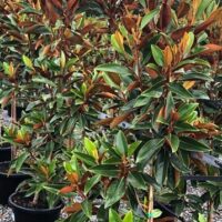 Magnolia 'Sweet n Neat' 13" Pot features potted trees with glossy green leaves and brown undersides, arranged in rows outdoors.