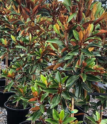 Magnolia 'Sweet n Neat' 13" Pot features potted trees with glossy green leaves and brown undersides, arranged in rows outdoors.