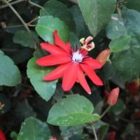 Passionfruit 'Red Vanilla' in a 5" pot features vibrant red flowers with long petals and striking stamens, accented by green leaves and buds. With proper care, it can produce passionfruit.