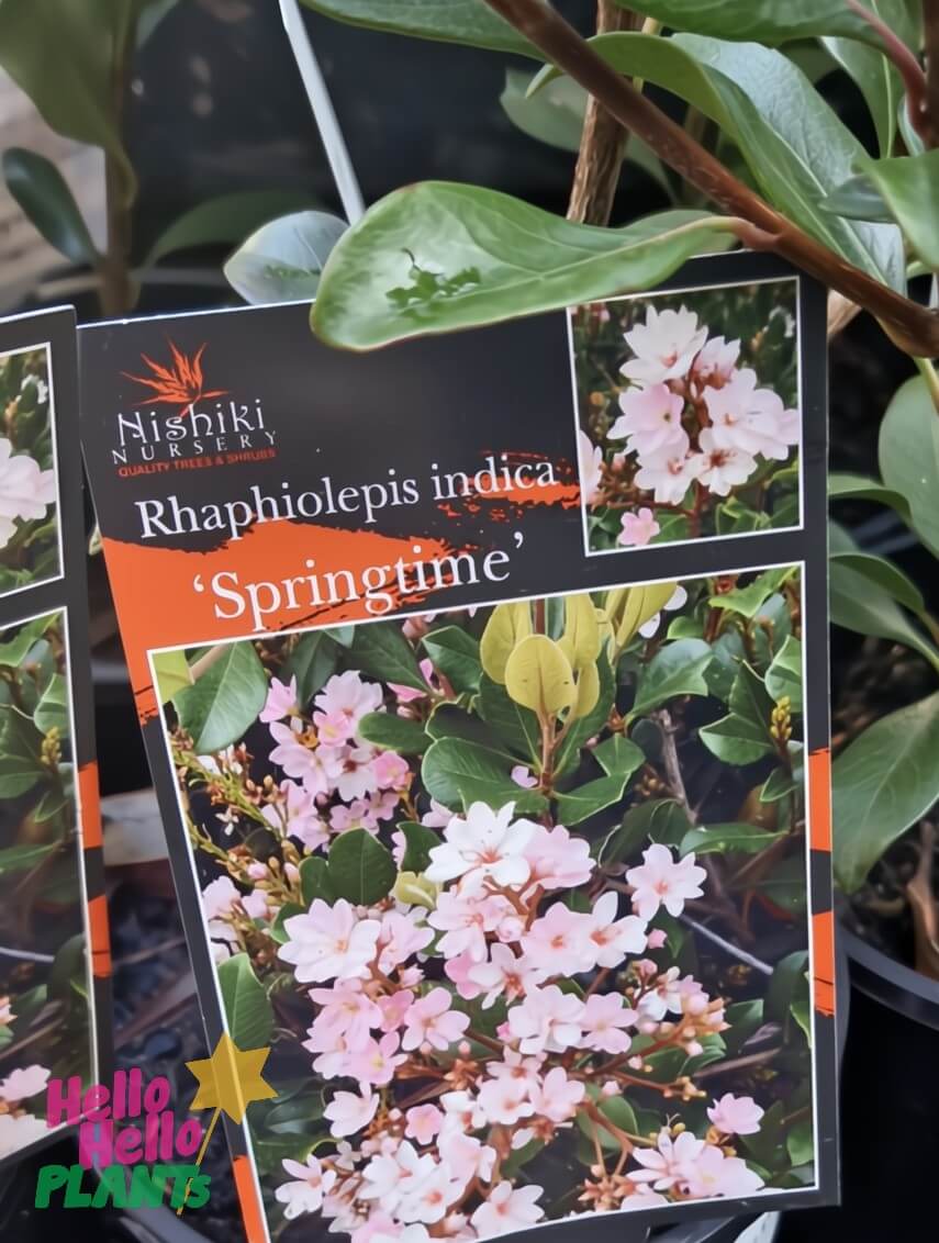 Plant label for Rhaphiolepis 'Springtime' Indian Hawthorn in a 6" pot, with images of pink flowers and green leaves, produced by Nishiki Nursery.