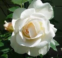 A close-up of the Rose 'Kosmos™' 3ft Standard in full bloom, with lush green leaves and a partially opened bud visible in the background.