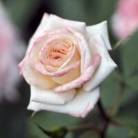 A close-up of the Rose 'Royal Highness' 2ft Standard, featuring pale pink and white petals with slight curls, elegantly set against a blurred green background.
