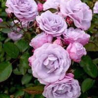 A cluster of light purple roses with green leaves and pink buds creates an elegant display, reminiscent of the Rose 'Tangles' 3ft Standard in a charming garden setting.