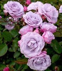 A cluster of light purple roses with green leaves and pink buds creates an elegant display, reminiscent of the Rose 'Tangles' 3ft Standard in a charming garden setting.