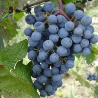 A close-up of Vitis 'Cabernet Sauvignon' Grape 4L shows a cluster of dark purple grapes hanging from the vine, with green leaves in the background.
