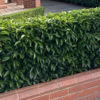 Portuguese Laurel medium hedge