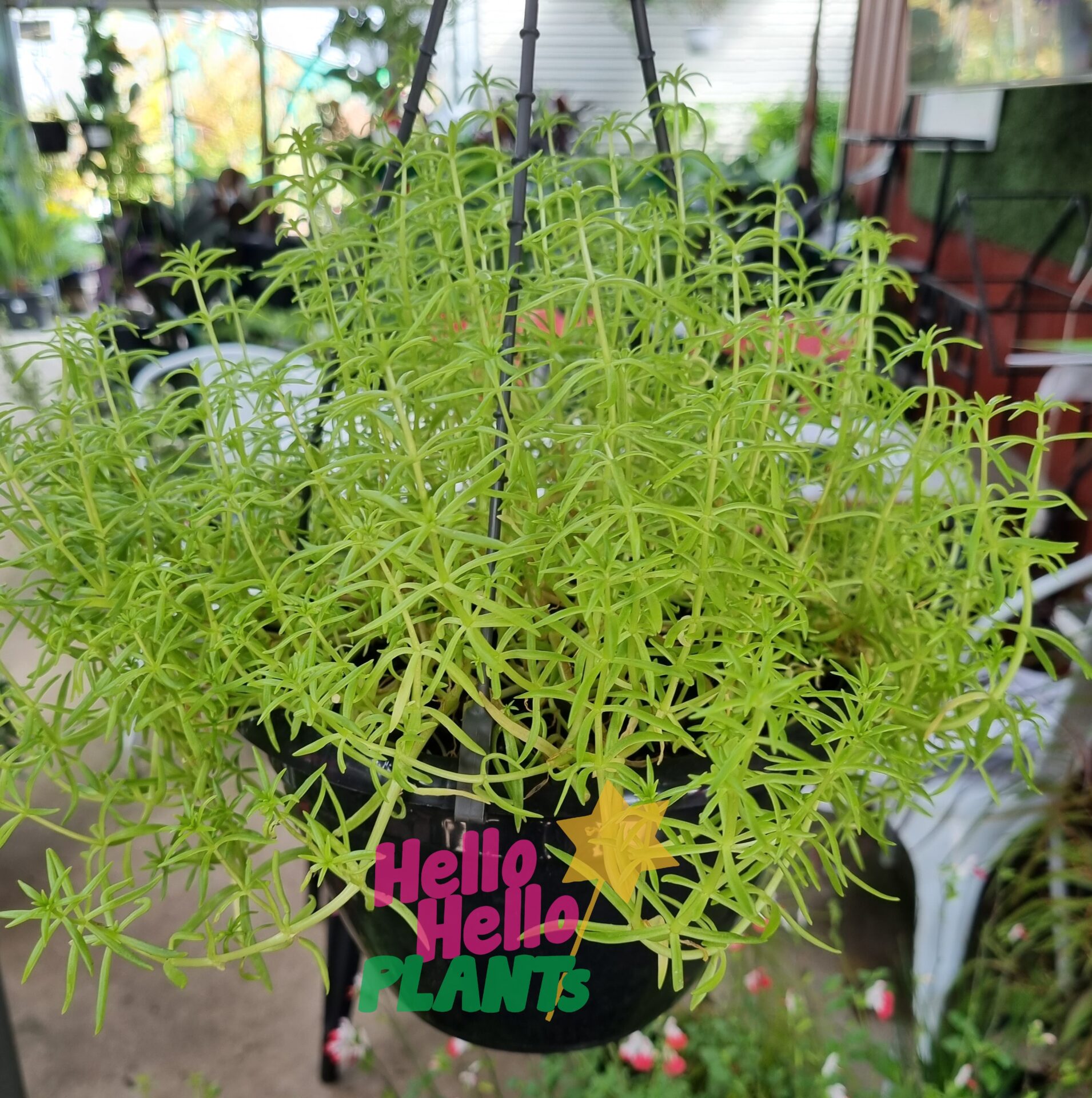 Sedum 'Gold Fairy Cushion' 8" (Hanging Basket) - Image 2