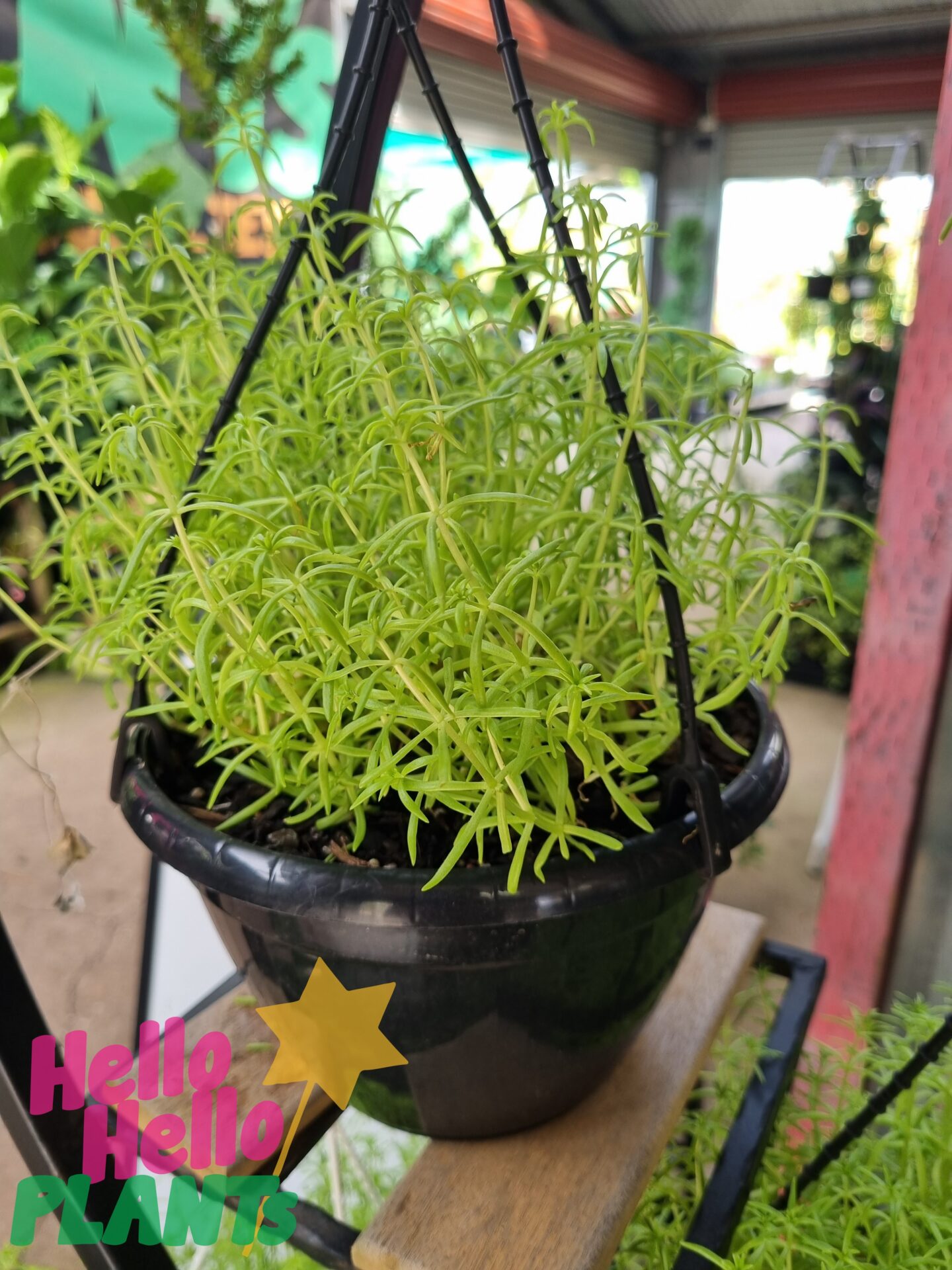 Sedum 'Gold Fairy Cushion' 8" (Hanging Basket) - Image 3