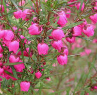 Boronia heterophylla 'Red' in a 6" pot features clusters of small, bright pink bell-shaped flowers and slender green leaves.