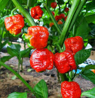Several vibrant Capsicum 'Trinidad Scorpion' chilli peppers grow on green stems with lush leaves, ideal for planting in a garden or container such as a 4" pot.