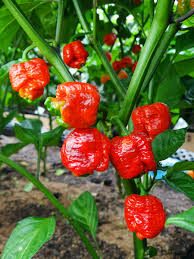 Several vibrant Capsicum 'Trinidad Scorpion' chilli peppers grow on green stems with lush leaves, ideal for planting in a garden or container such as a 4" pot.