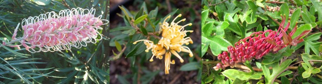 Hello Hello Plants Nursery Campbellfield Melbourne Victoria Australia Grevillea banner