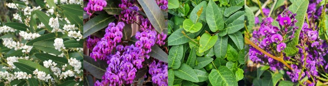 Hello Hello Plants Nursery Campbellfield Melbourne Victoria Australia hardenbergia banner