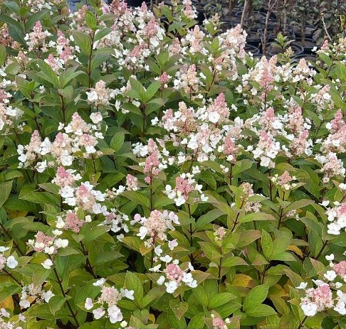Hydrangea paniculata 'Tardiva' - Image 2