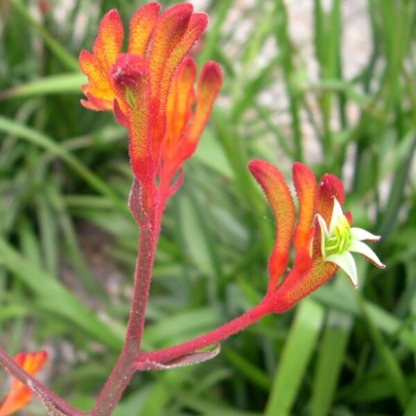 Close-up of Anigozanthos 'Landscape Orange' Kangaroo Paw in a 6" pot, featuring bright orange fuzzy petals and a white-green bloom amid lush green foliage.