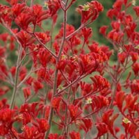 Bright red Anigozanthos 'Landscape Scarlet' Kangaroo Paw 6" Pot flowers stand out against green foliage in the background.