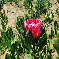 The Protea 'Statley' in a 6" pot features a single pink bloom surrounded by green leaves, thriving in sunlit, dry fields with similar flowers nearby—ideal for starting your own striking protea plant at home.