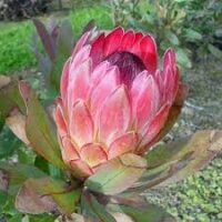 A close-up of Protea 'Sylvia' in a 6" pot displays its pink petals and green leaves against a blurred outdoor background—an ideal choice for your garden or patio.