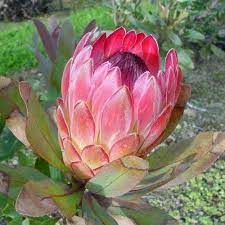 A close-up of Protea 'Sylvia' in a 6" pot displays its pink petals and green leaves against a blurred outdoor background—an ideal choice for your garden or patio.