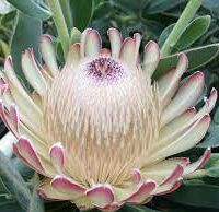A close-up of Protea 'Susara' in a 6" pot, featuring pale petals with pink tips, a textured center, and green leaves.