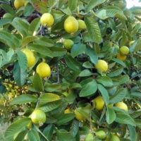 The Psidium 'Indian Guava' 6" Pot features healthy green leaves and produces ripe yellow Indian guavas, perfect for indoor or outdoor growing.