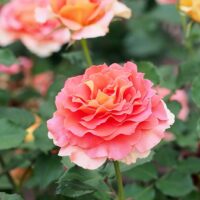 Close-up of the Rose 'Brass Band' 3ft Standard, showcasing its blooming pink and orange layered petals amid green leaves and other standard roses in the background.