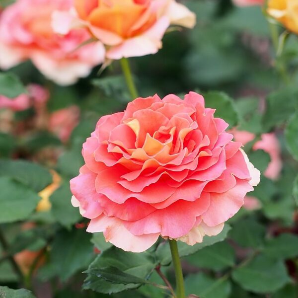 Close-up of the Rose 'Brass Band' 3ft Standard, showcasing its blooming pink and orange layered petals amid green leaves and other standard roses in the background.