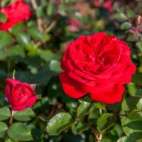 Two Rose 'Zepeti®' Bush Form blooms in vibrant red are surrounded by lush green leaves, with one fully open flower and another partially closed.