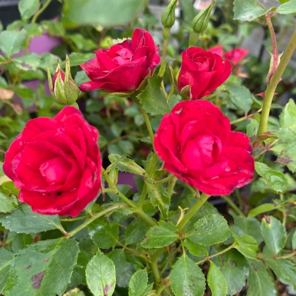 Four blooming Rose 'Mini Cherry' PBR Carpet Roses with green leaves and rosebuds, presented in a 6" pot.
