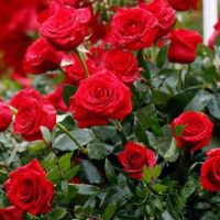A cluster of vibrant red Rose 'Kentucky Derby' 3ft Standard blooms with green leaves, some petals adorned with water droplets.