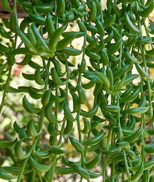 Close-up of Senecio 'String of Beans/Bananas' in a 6" pot, showcasing trailing stems with thick, banana-shaped leaves cascading down against a blurred background.