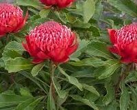 Close-up of vibrant Telopea 'Enchanted® Red' Waratah blooms with lush green foliage, perfect for adding striking color to your garden. Available in a 6" pot.