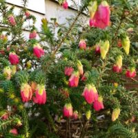 Boronia 'Jack Maguire's Red' 6" Pot has dense, spiky green foliage and many small pink and yellow bell-shaped flowers. It thrives in a 6" pot, perfect as an accent plant or for placement near a wall.