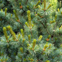 Close-up of dense green Pinus 'Japanese White Pine' branches with needle-like leaves and young shoots.