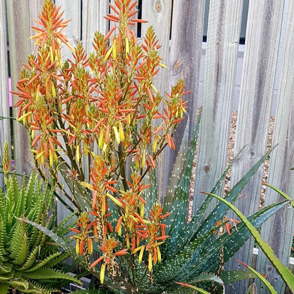 A cluster of Aloe 'Ivory Dawn' PBR, with spiky green leaves and tall orange-yellow flower spikes, grows in front of a wooden fence.