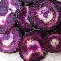 Carrot 'Black Nebula' 4" Pot, featuring sliced roots with distinctive white and purple concentric rings, shown on a neutral background.