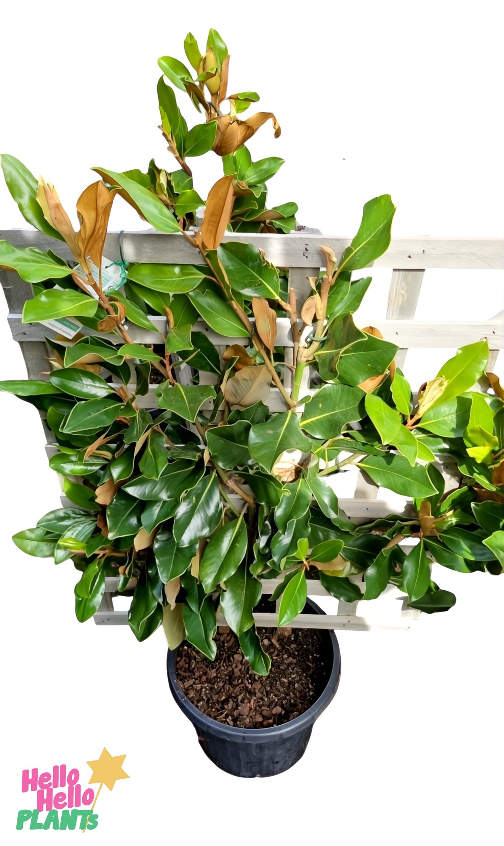 A Magnolia 'Little Gem' (Espaliered) in a 13" pot stands out with glossy green leaves and brown undersides against a white lattice backdrop.