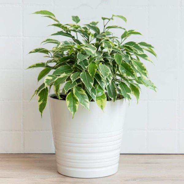 Ficus 'Ice Caps' Climbing Fig in an 8" white ceramic pot, showcasing variegated green and white leaves, placed on a light wooden surface against a white tiled wall.