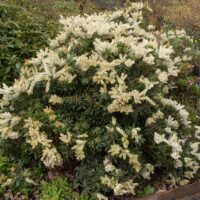 The Pieris 'Debutante' 13" Pot features a bushy shrub with dark green leaves and clusters of small white flowers, perfect for brightening up your garden bed or patio.