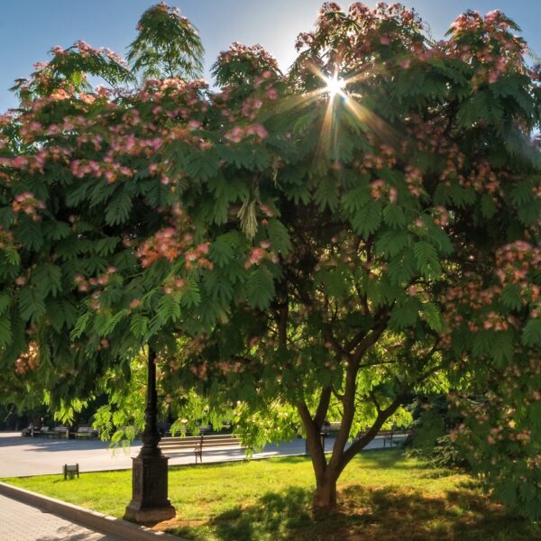 Sunlight streams through the branches of an Albizia 'Persian Silk Tree' (Field Dug Large), lighting up its pink blossoms beside a black lamppost and benches in a sunny park.