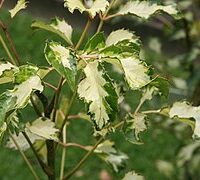 Polyscias 'Montville' Geranium Ivy in a 5" pot displays green leaves with cream, irregular edges, set against a blurred green background.