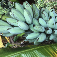 The Banana 'Blue Java' 8" Pot features a cluster of unripe green bananas growing amid lush green and yellow leaves—ideal for nurturing at home.