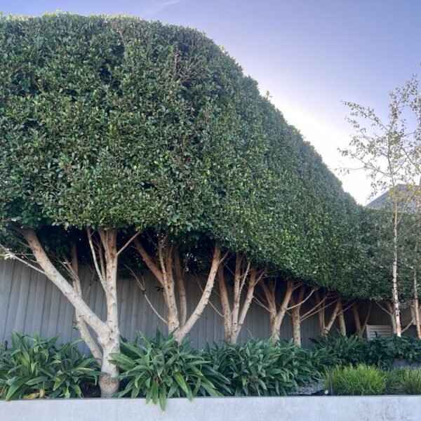 A row of closely planted Ficus hillii 'Flash' trees with dense, neatly trimmed foliage above exposed trunks, bordered by green shrubs and a light gray fence.