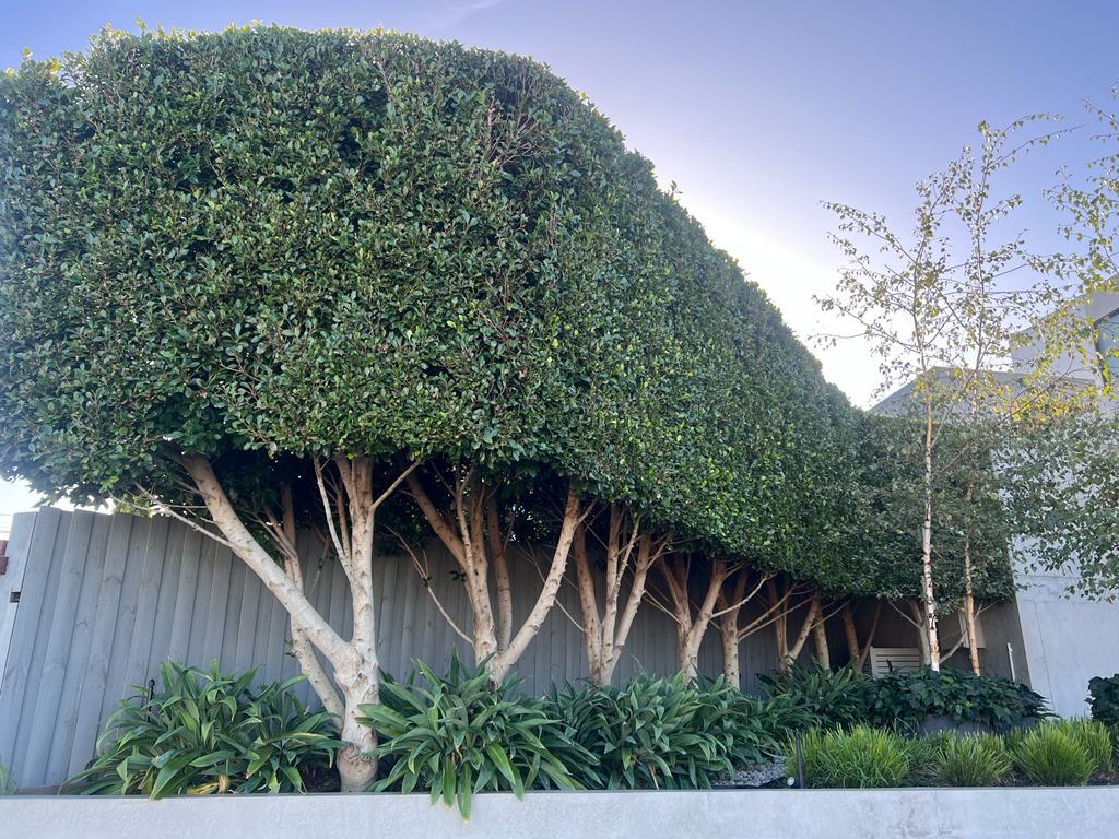 A row of closely planted Ficus hillii 'Flash' trees with dense, neatly trimmed foliage above exposed trunks, bordered by green shrubs and a light gray fence.