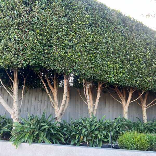 pleached ficus screening privacy feature green dense bare trunk